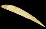 6.9" Fossil Shark (Hybodus) Dorsal Spine - Morocco - #130359-1